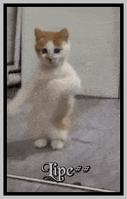 gatinho3.gif