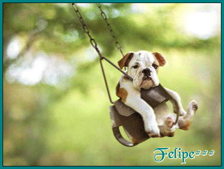 cachorrinhomenina.gif